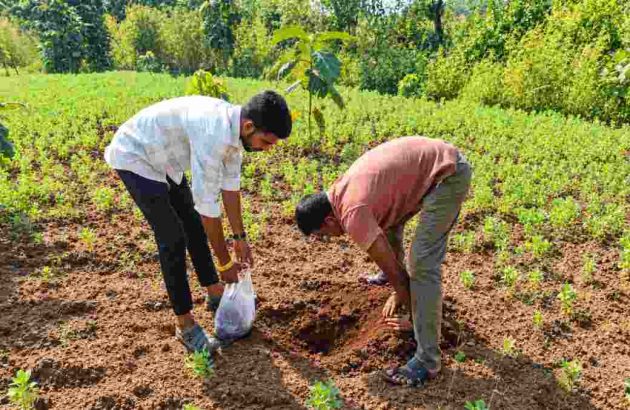 5Planting Seedlings in a Sunny Field-50kb