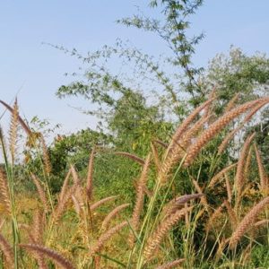 Digging Deeper into the Dynamics of Sustainable Soil Management