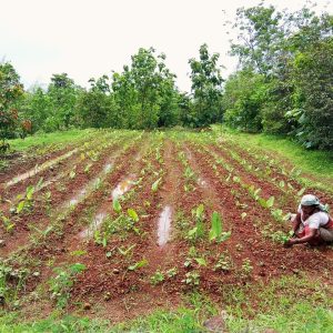 Harvesting Hope: A Story of Resilience